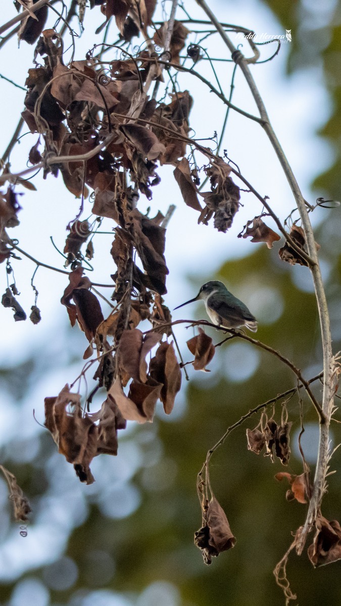 Colibrí Gorjirrubí - ML646069091