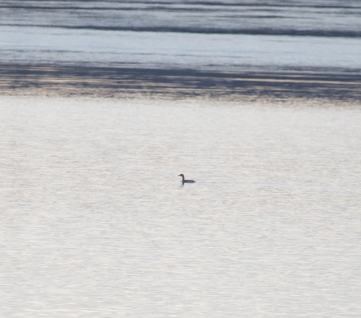 Red-necked Grebe - ML646069094