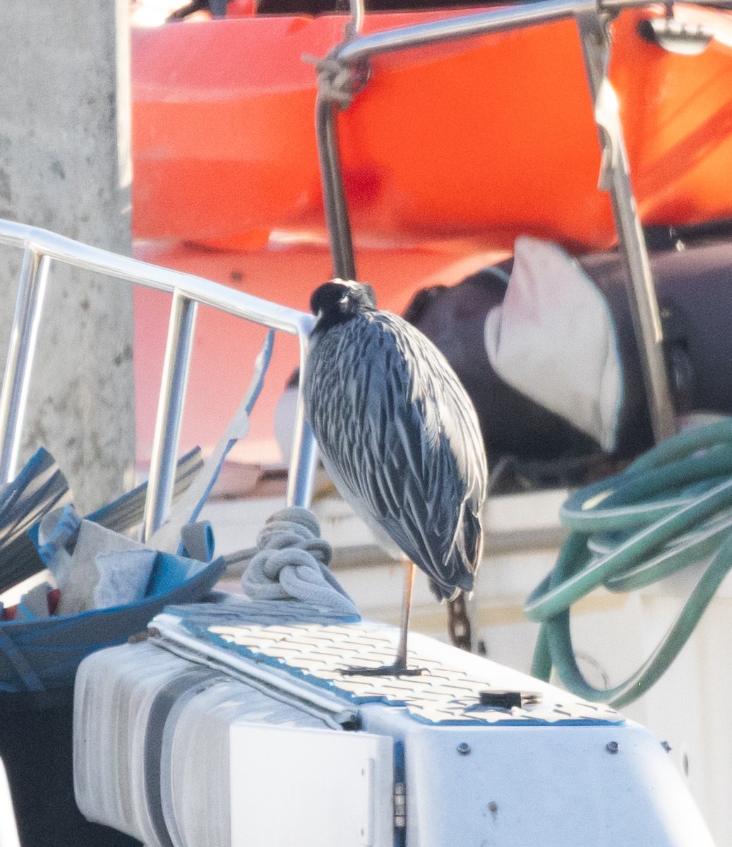 Yellow-crowned Night Heron - ML646069097