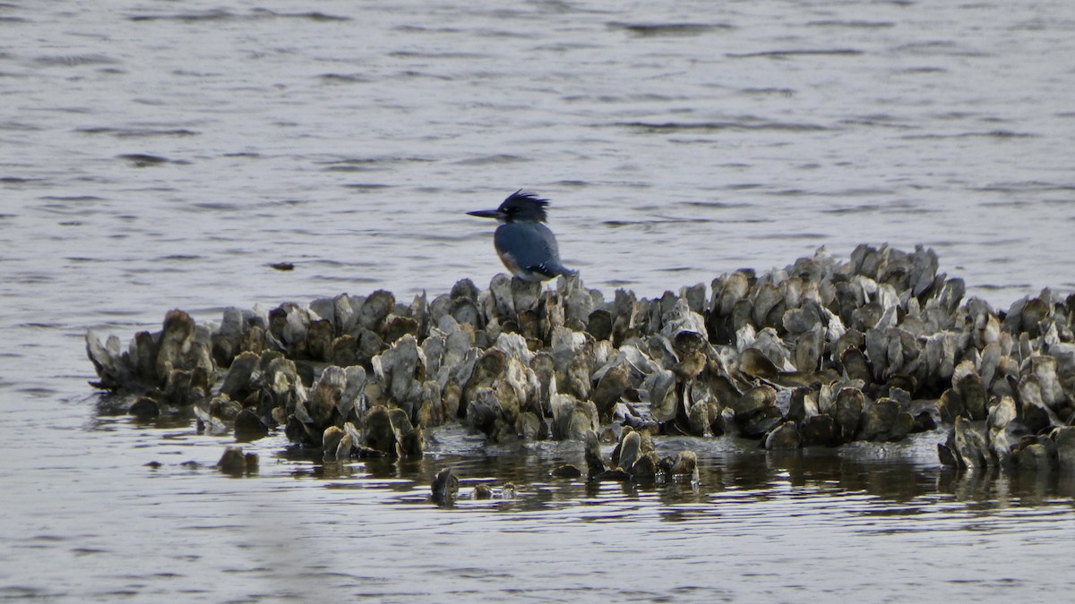 Kuşaklı Yalıçapkını - ML646069099