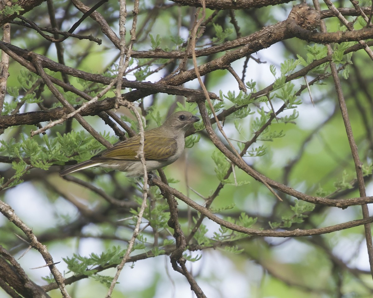 medozvěstka menší [skupina minor] - ML646069100