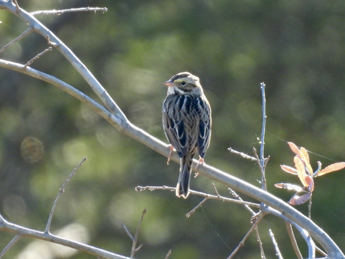 Savannah Sparrow - ML646069101