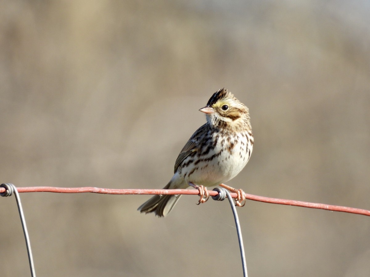 Savannah Sparrow - ML646069102