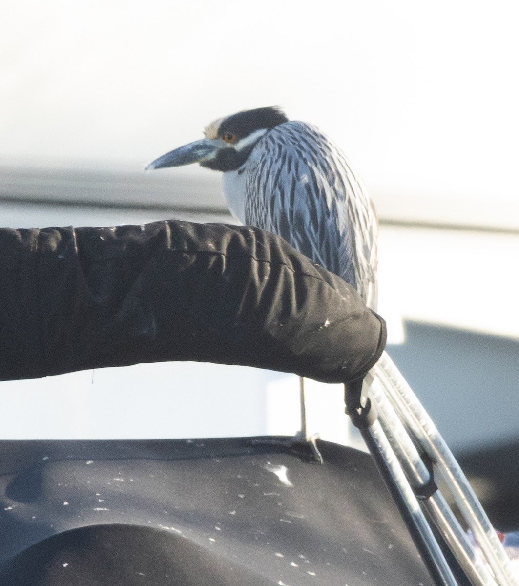 Yellow-crowned Night Heron - ML646069117