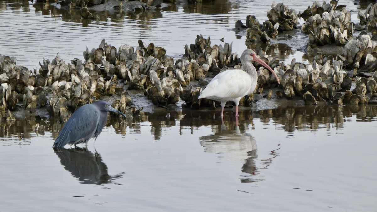 Ibis blanc - ML646069123