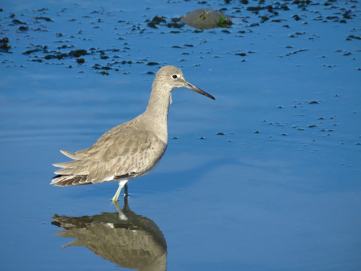 Willet (Western) - ML646069135