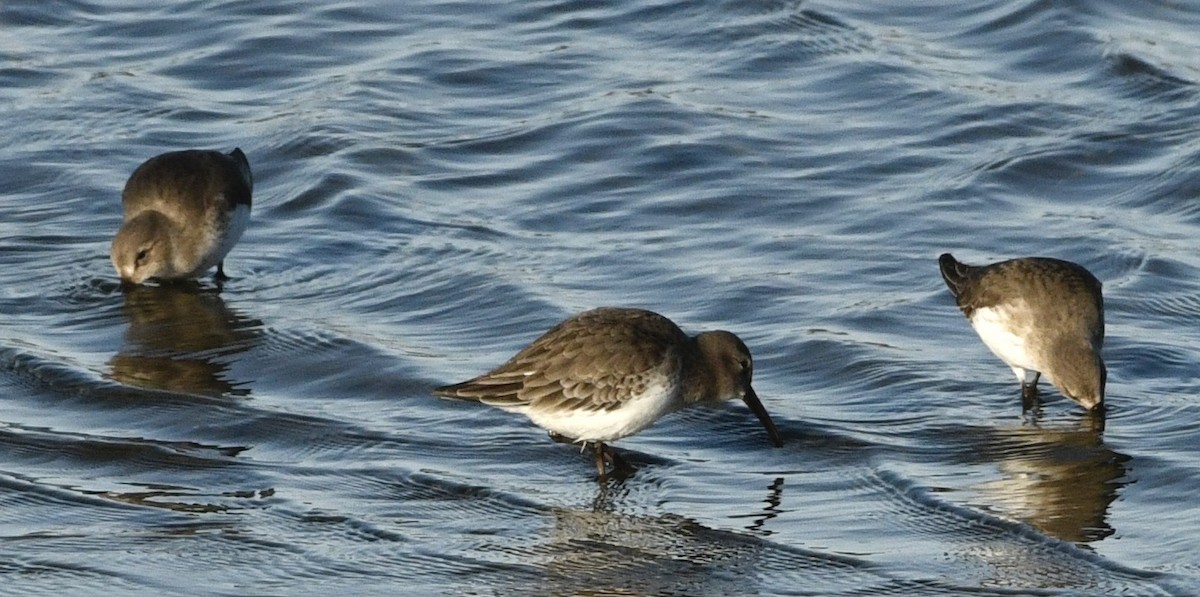 Dunlin - ML646069139