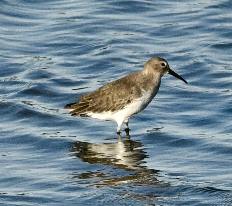 Txirri arrunta - ML646069141