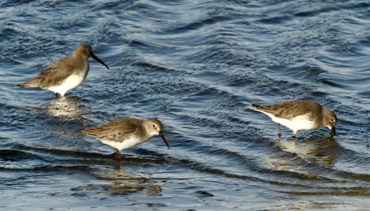 Txirri arrunta - ML646069142