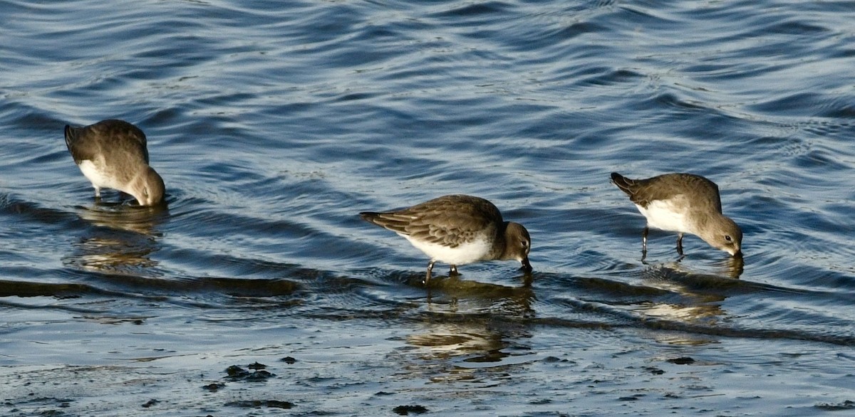 Txirri arrunta - ML646069143