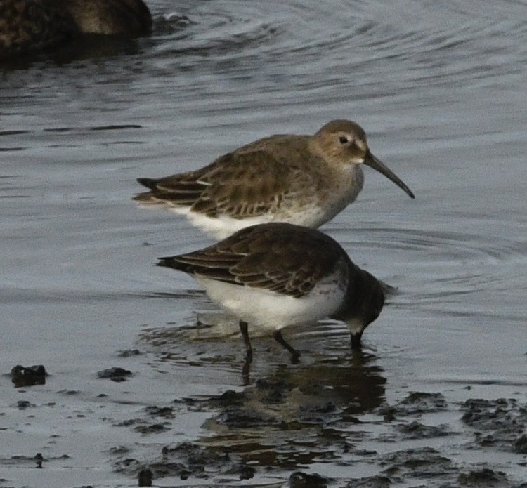 Txirri arrunta - ML646069144