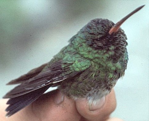 Blue-headed Sapphire - ML646069147