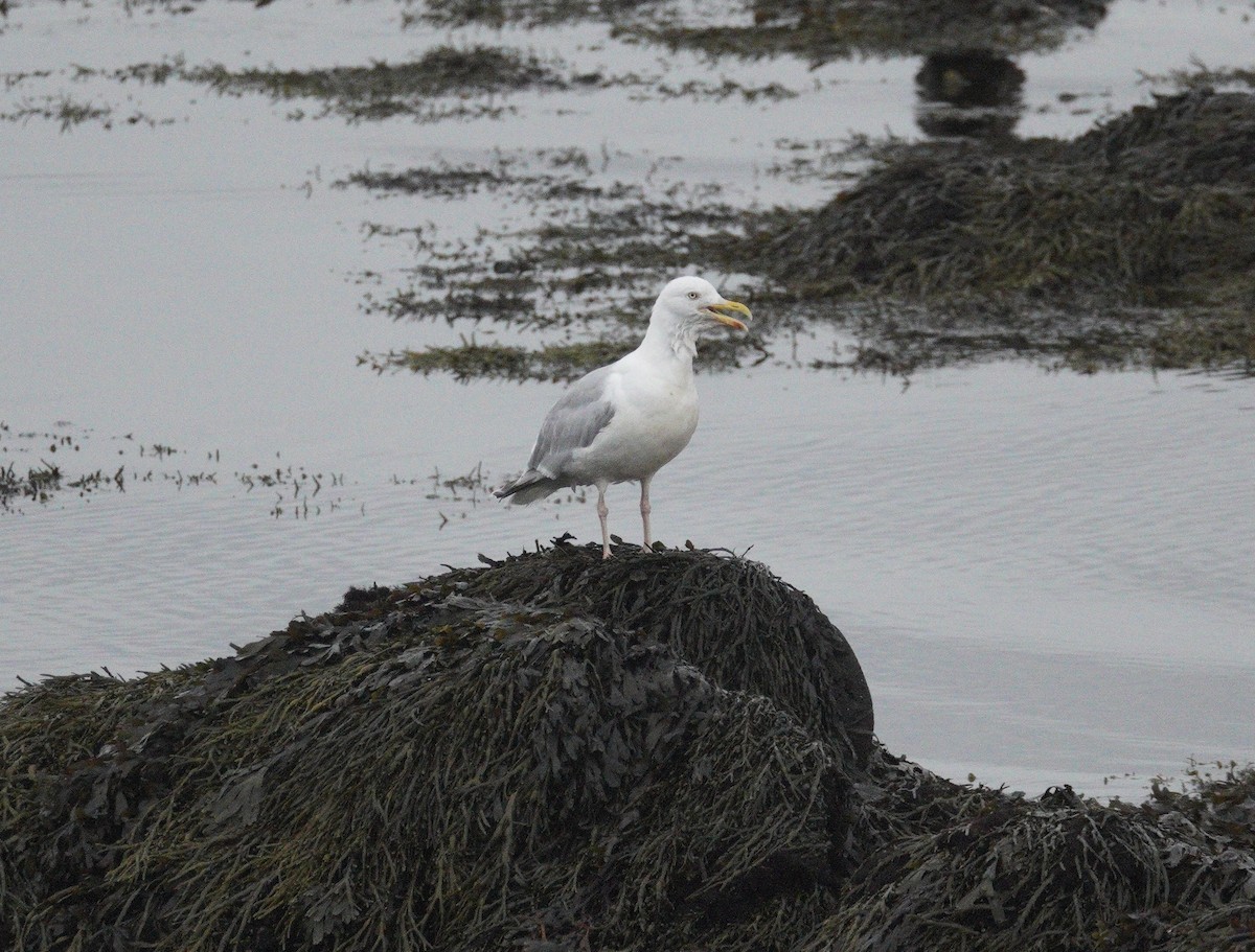 Kaio hauskara europarra - ML646069148