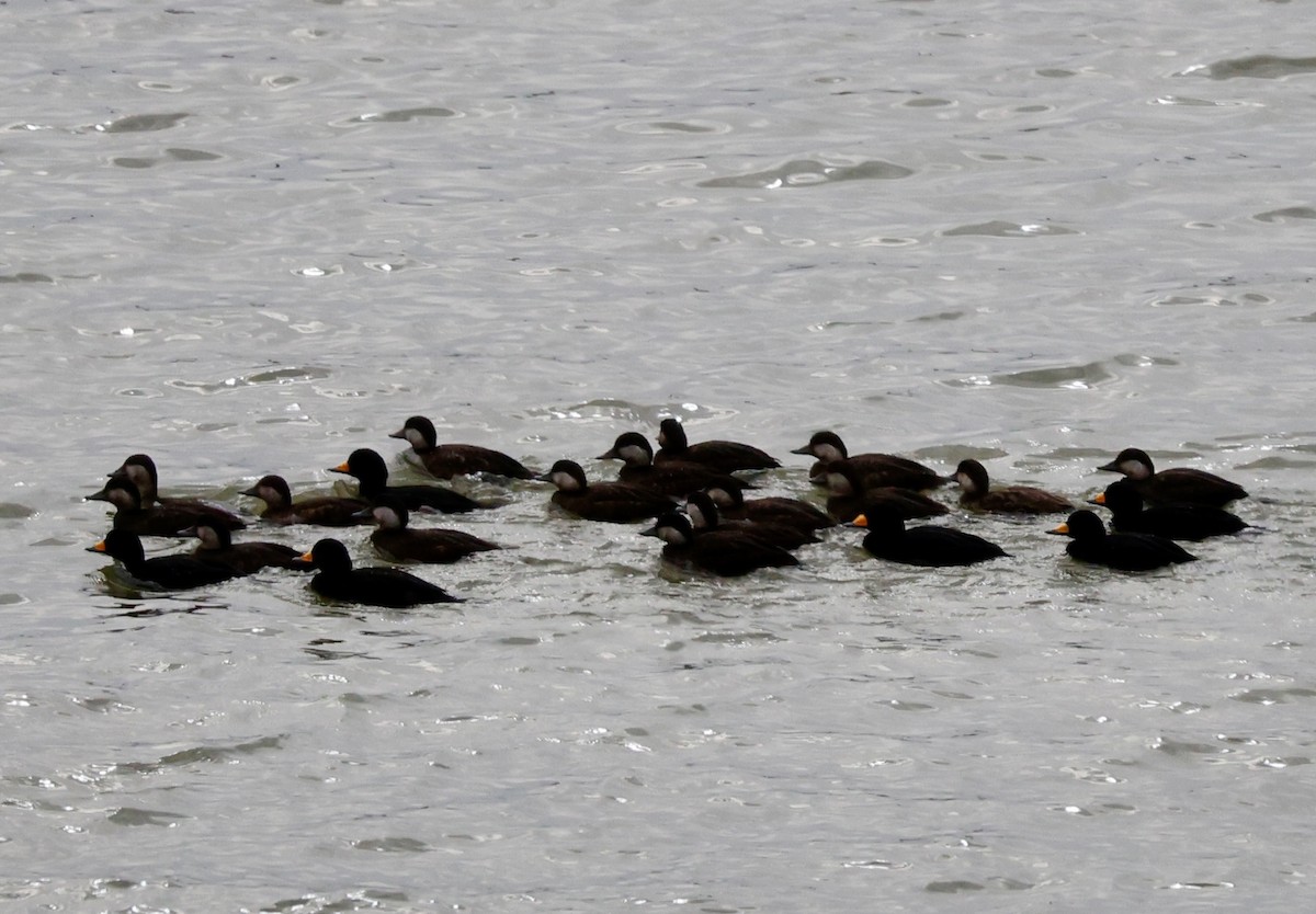 turpan žlutozobý - ML646069149