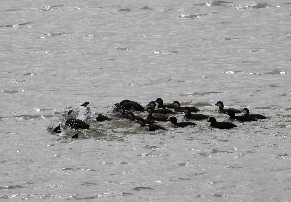 turpan žlutozobý - ML646069150