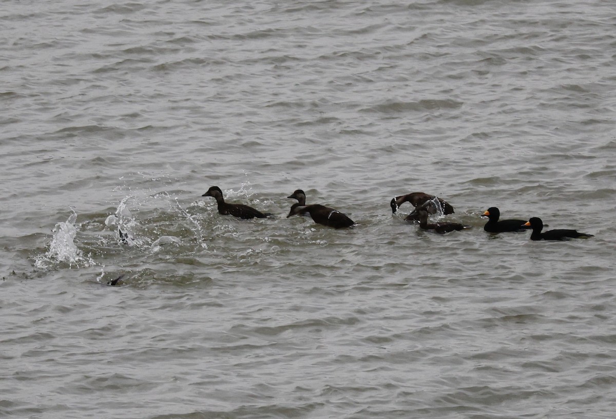 turpan žlutozobý - ML646069151