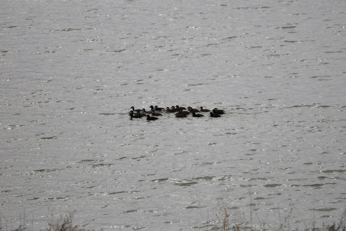 turpan žlutozobý - ML646069152