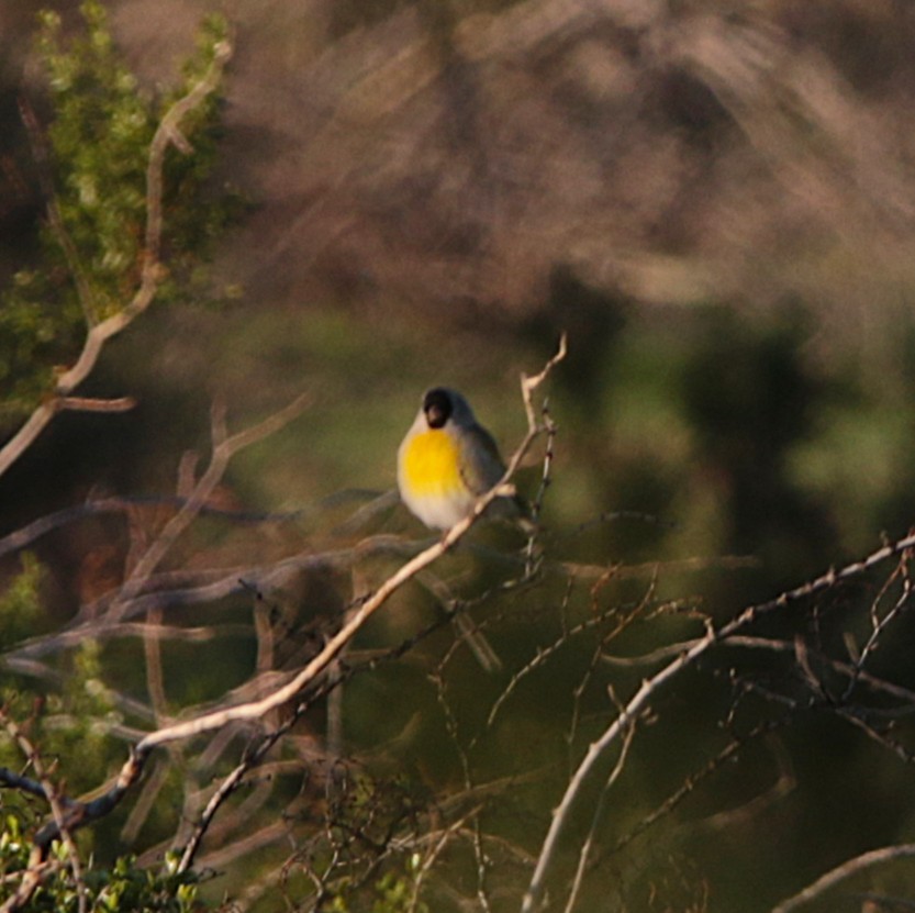 Lawrence's Goldfinch - ML646069153