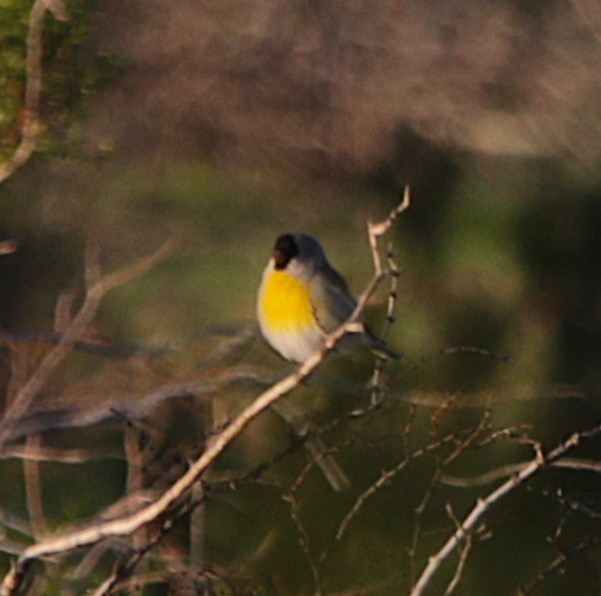 Lawrence's Goldfinch - ML646069154