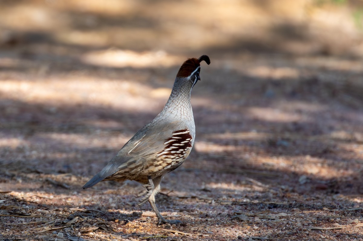 Gambel's Quail - ML646069157