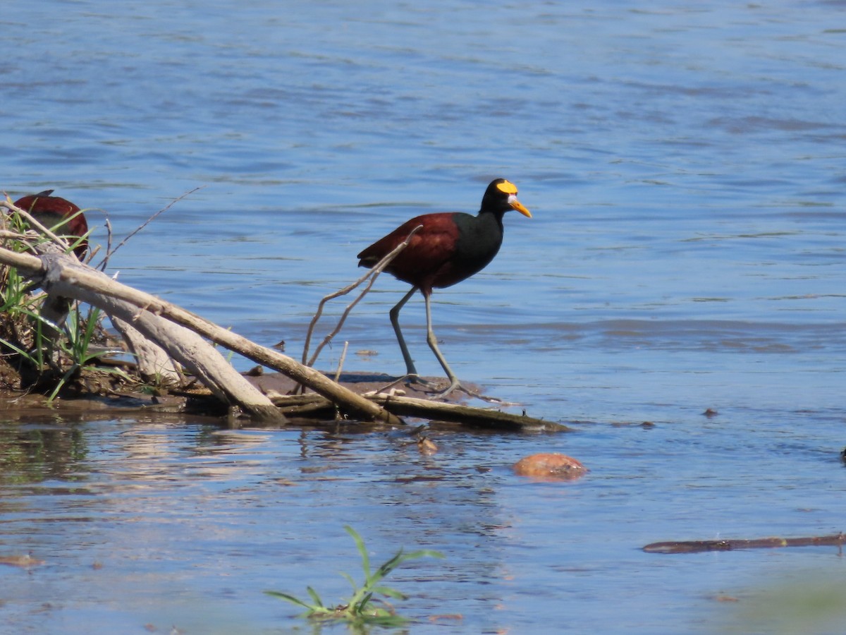 Jakana karibearra - ML646069158