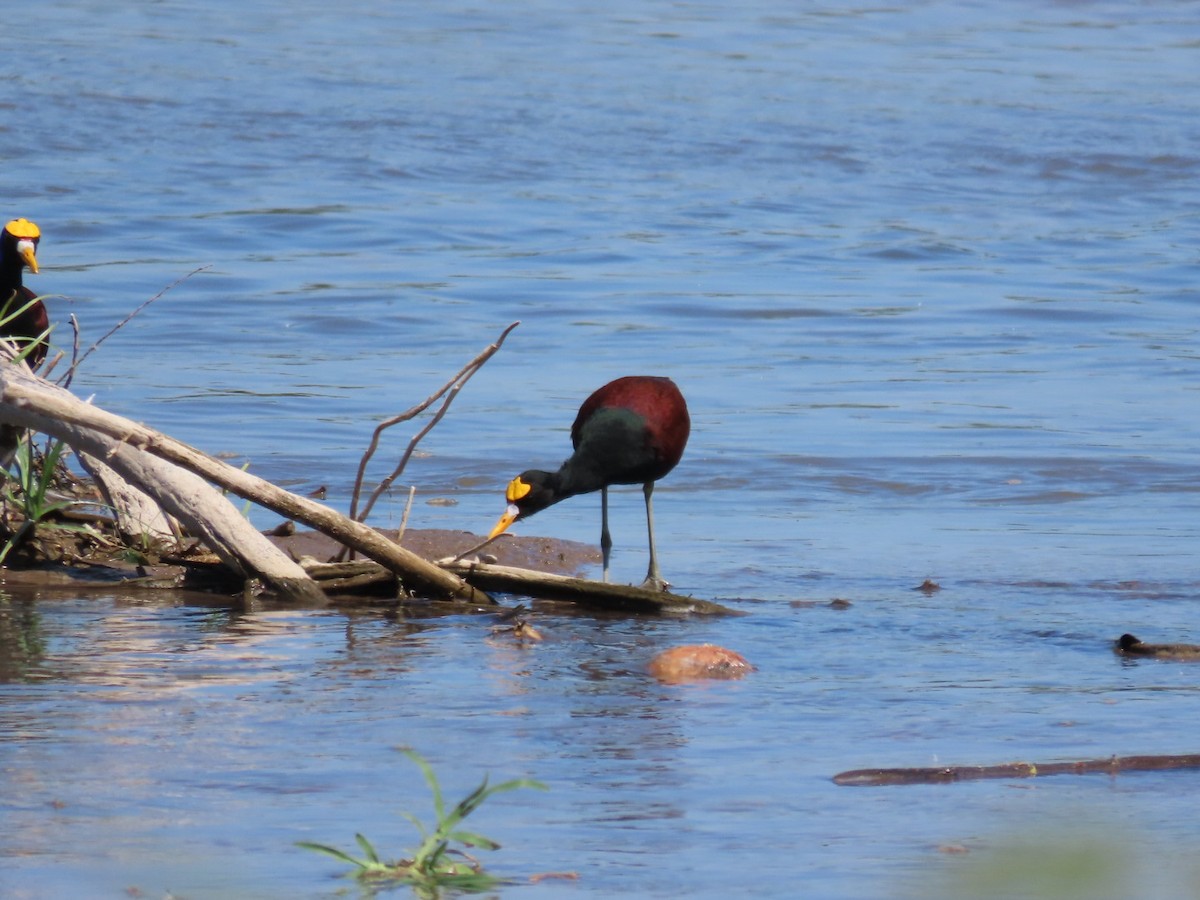 Jakana karibearra - ML646069159