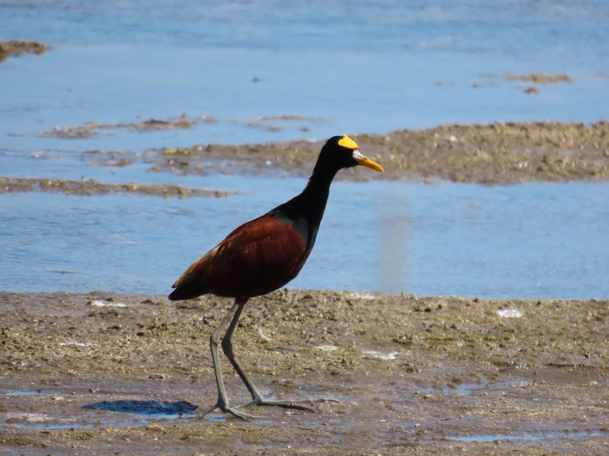 Jakana karibearra - ML646069160