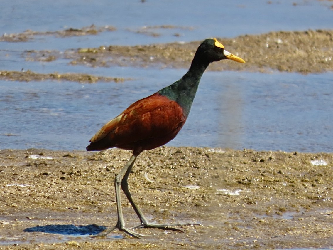 Jakana karibearra - ML646069161