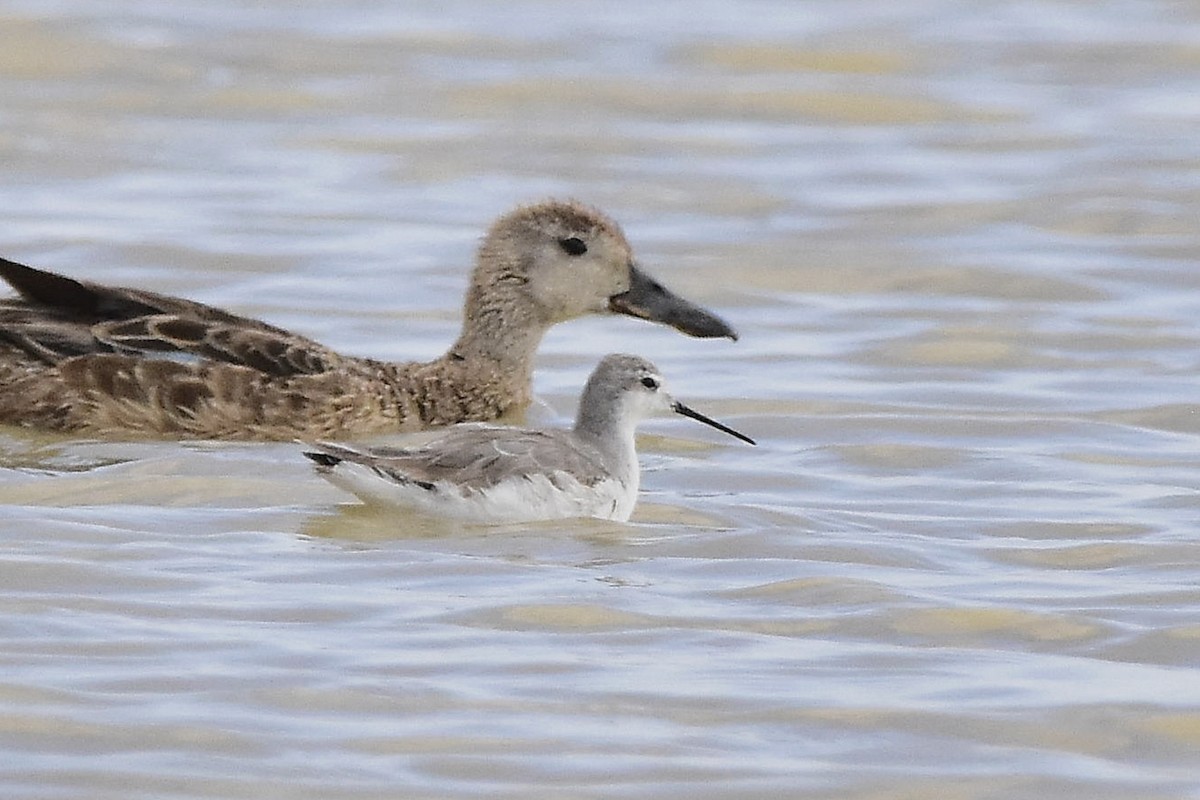 Wilson mendebal-txoria - ML646069162