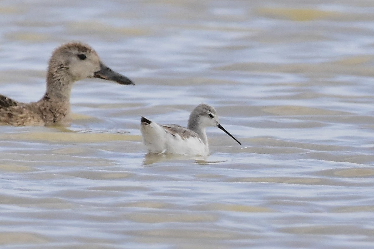 Wilson mendebal-txoria - ML646069163
