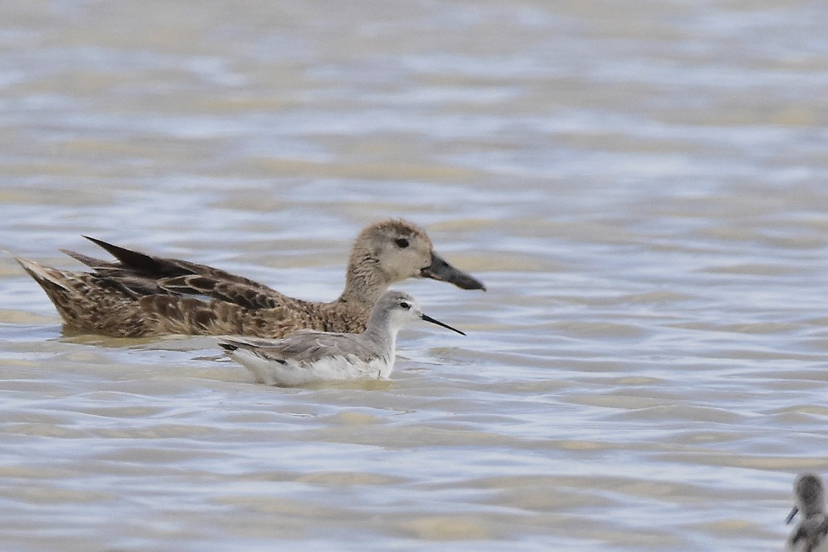 Wilson mendebal-txoria - ML646069164