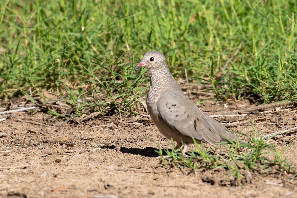 Common Ground Dove - ML646069165