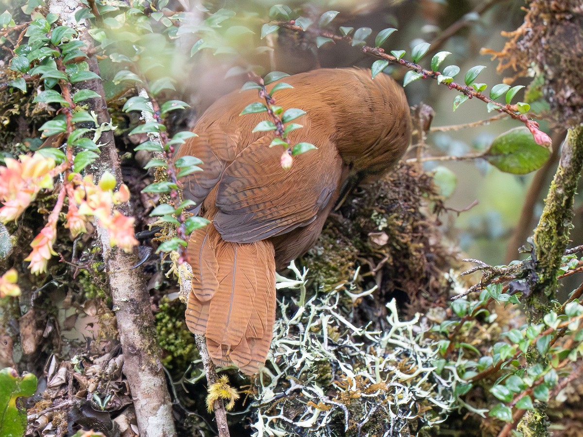 Rufous Wren - ML646069166