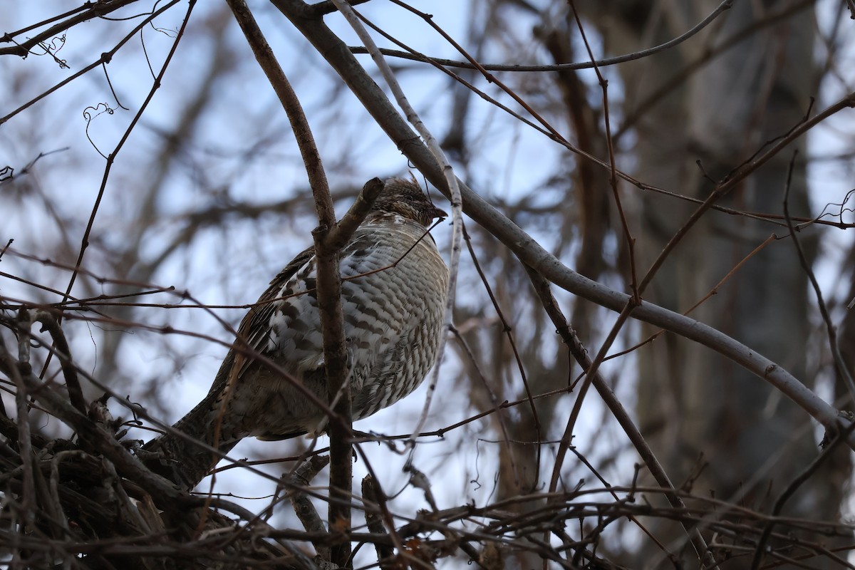Ruffed Grouse - ML646069167