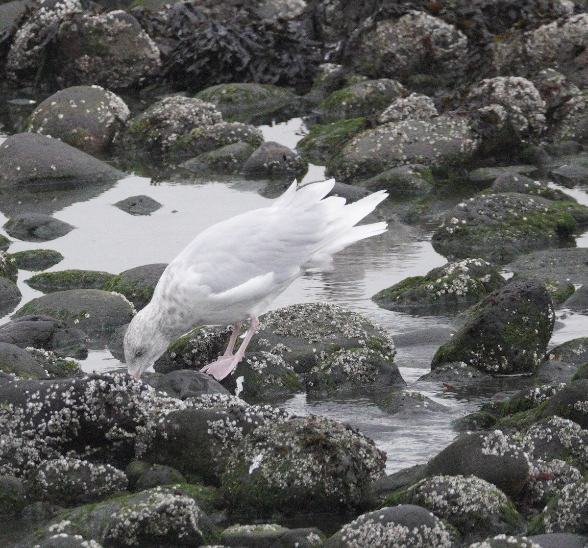 Ipar-kaioa - ML646069168