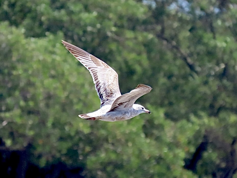 Kaio hauskara amerikarra - ML646069169