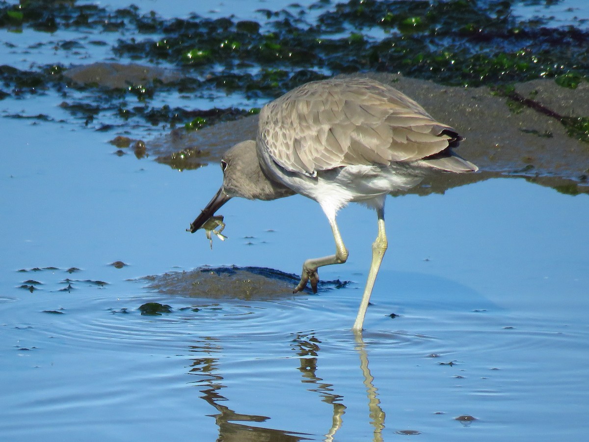 Willet (Western) - ML646069170