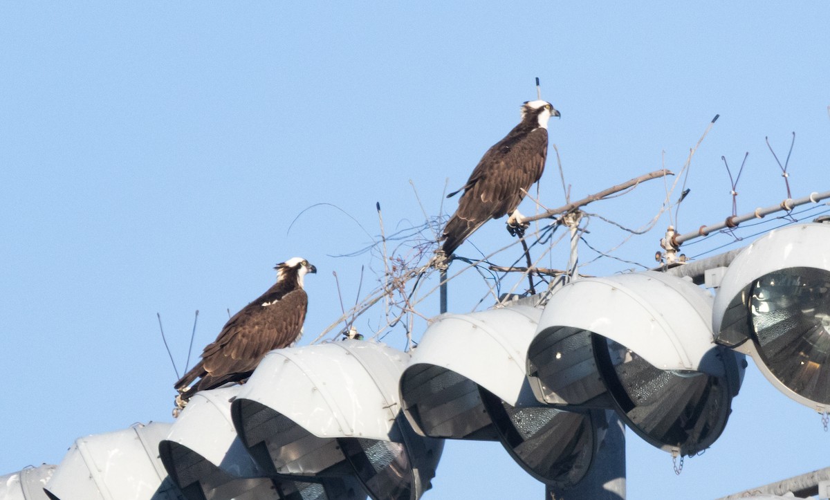 Arrano arrantzalea - ML646069171