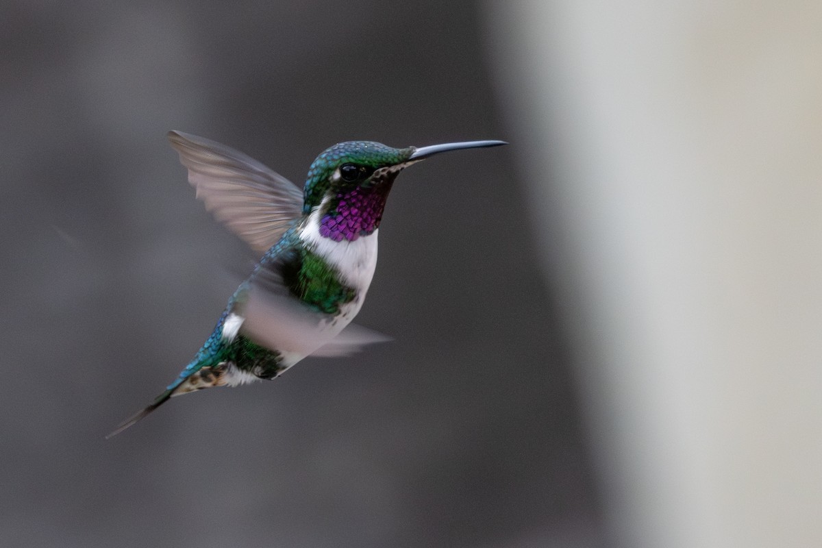 White-bellied Woodstar - ML646069172