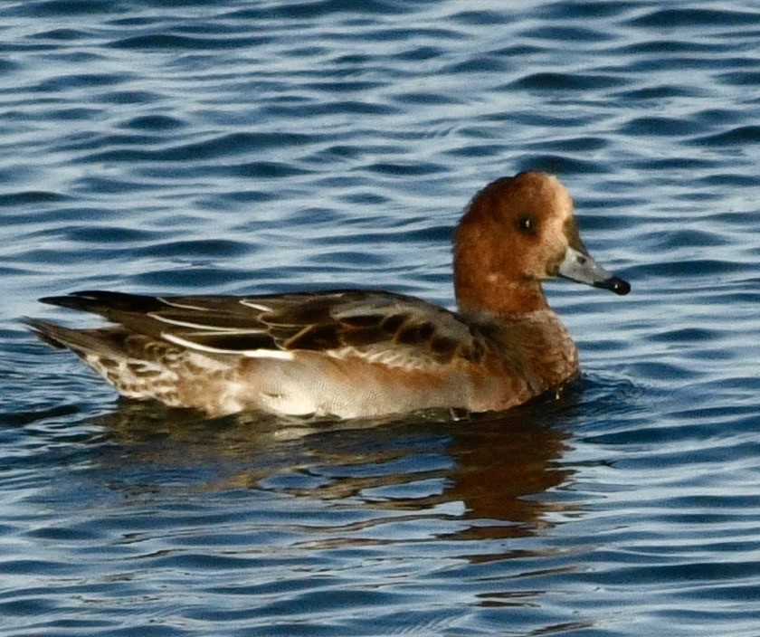 Ahate txistulari eurasiarra - ML646069174