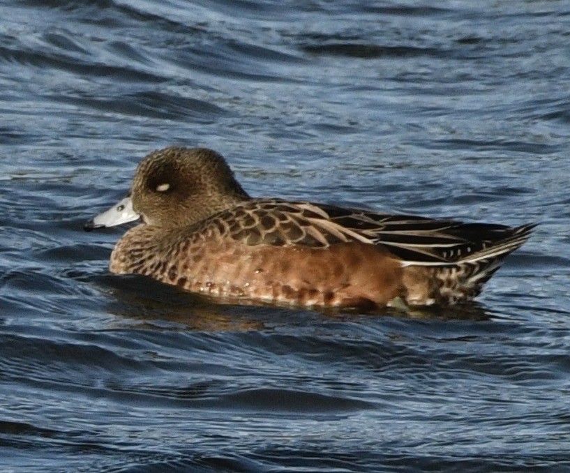 Ahate txistulari eurasiarra - ML646069175