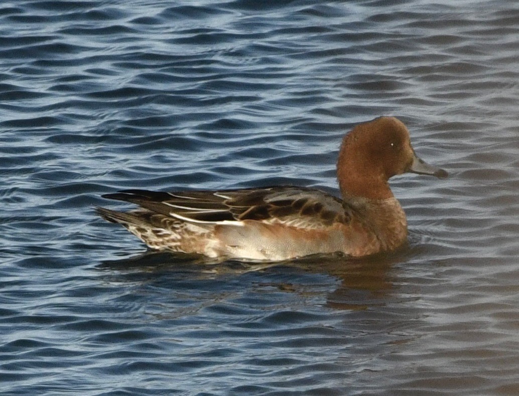 Ahate txistulari eurasiarra - ML646069176