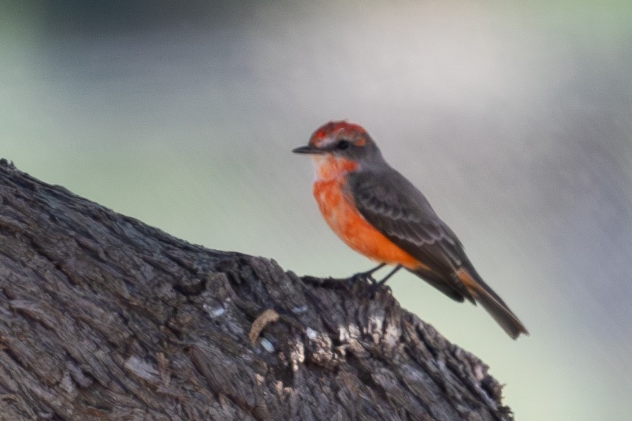 Vermilion Flycatcher - ML646069177