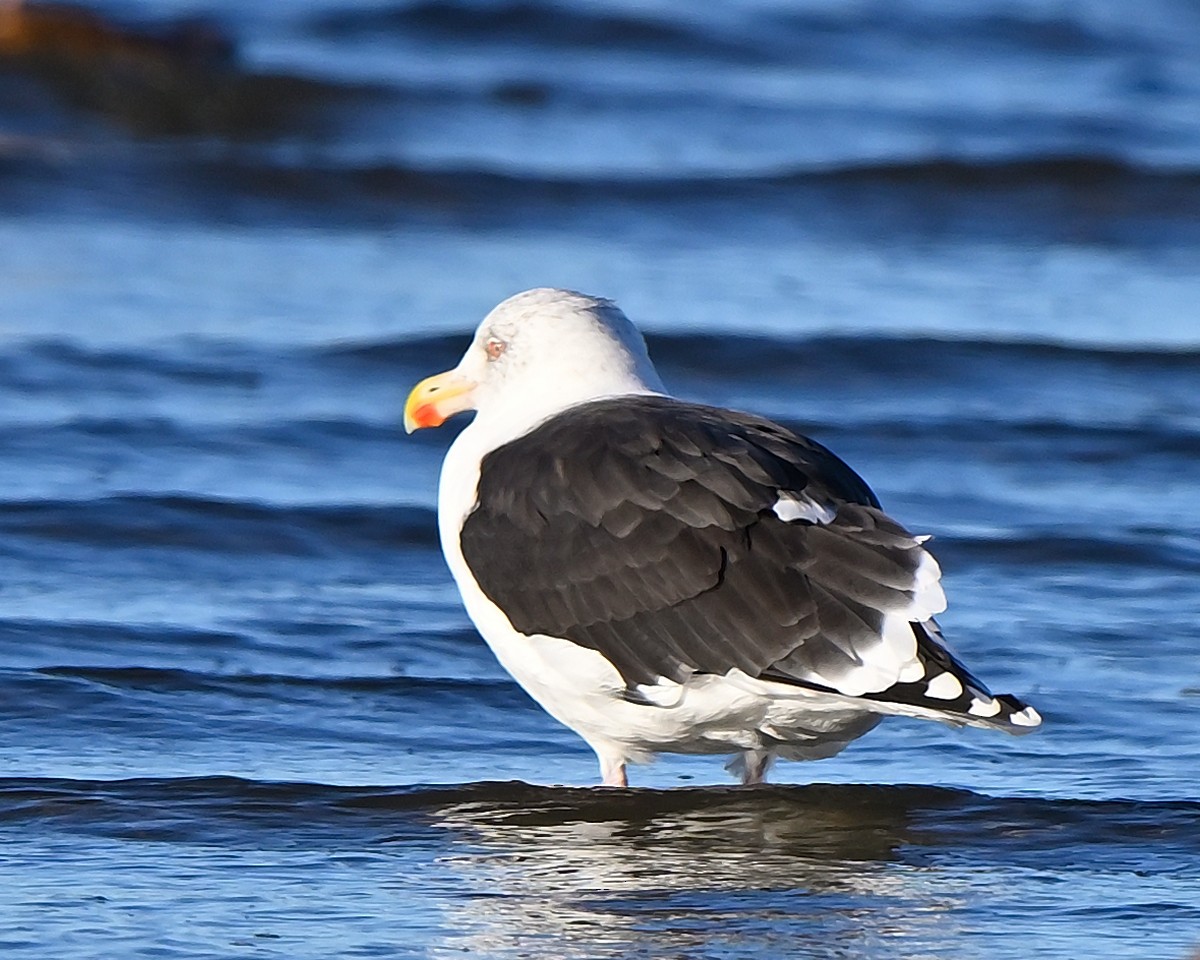 Great Black-backed Gull - ML646069187