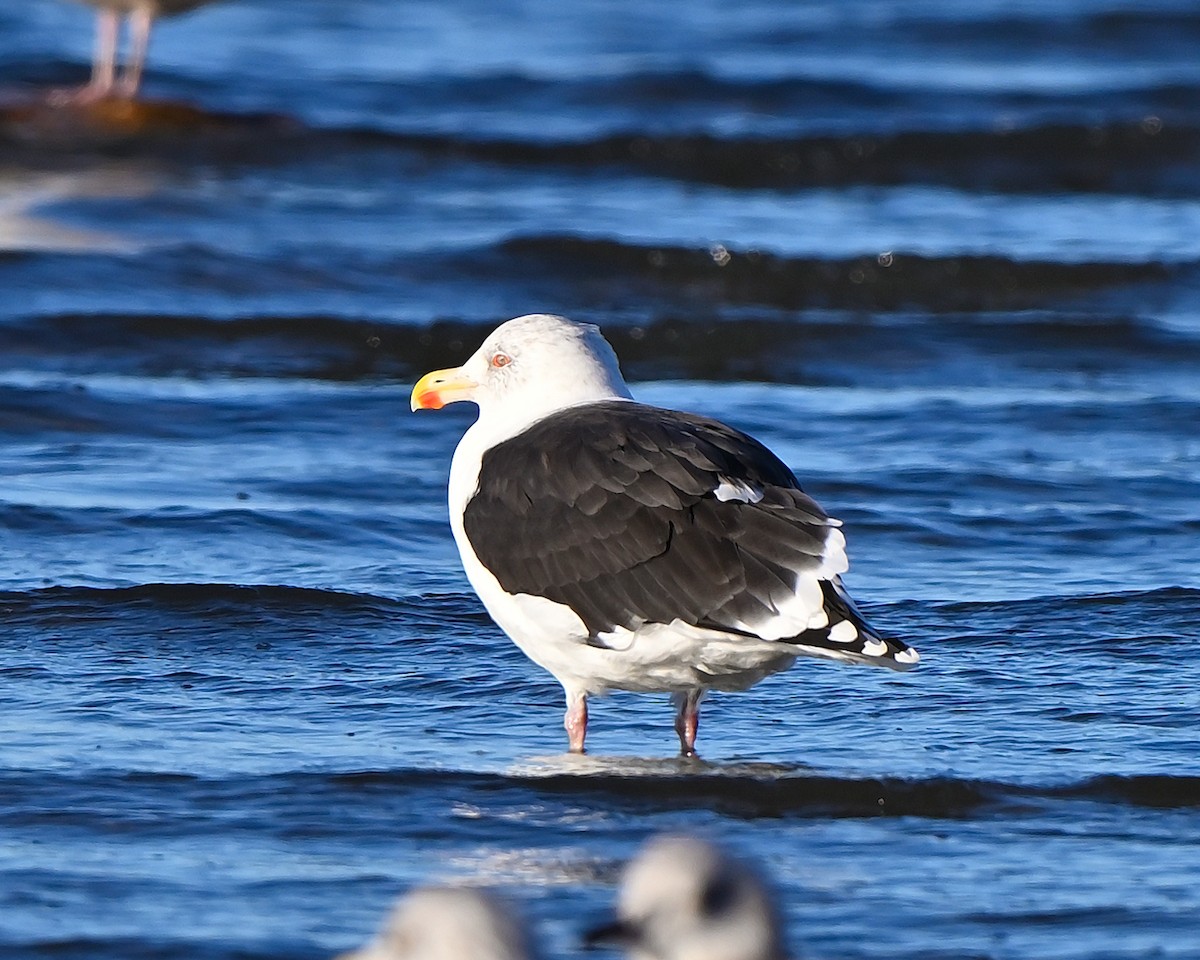 Great Black-backed Gull - ML646069188