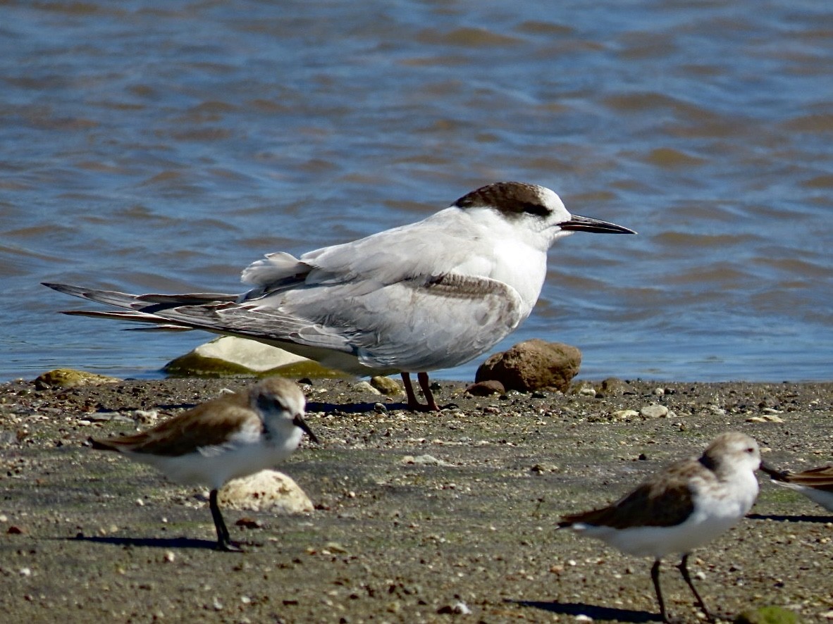Common Tern - ML646069189