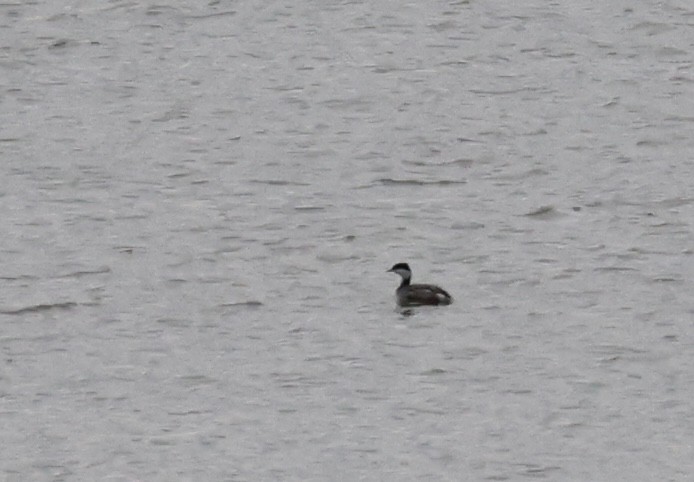 Horned Grebe - ML646069190