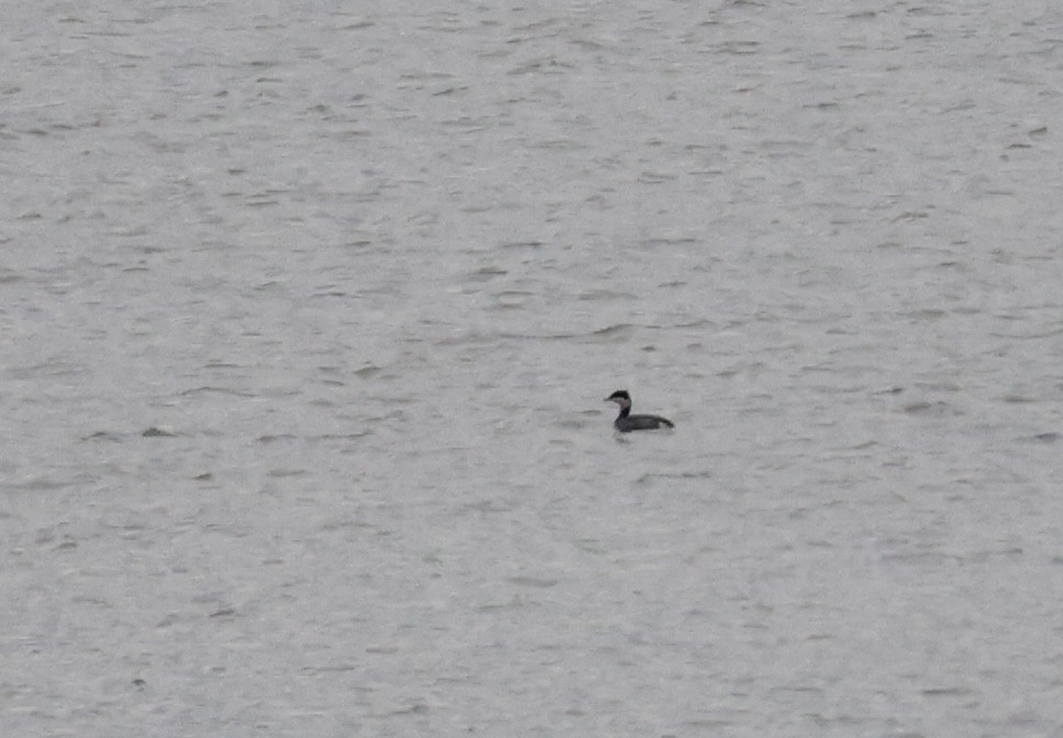 Horned Grebe - ML646069191