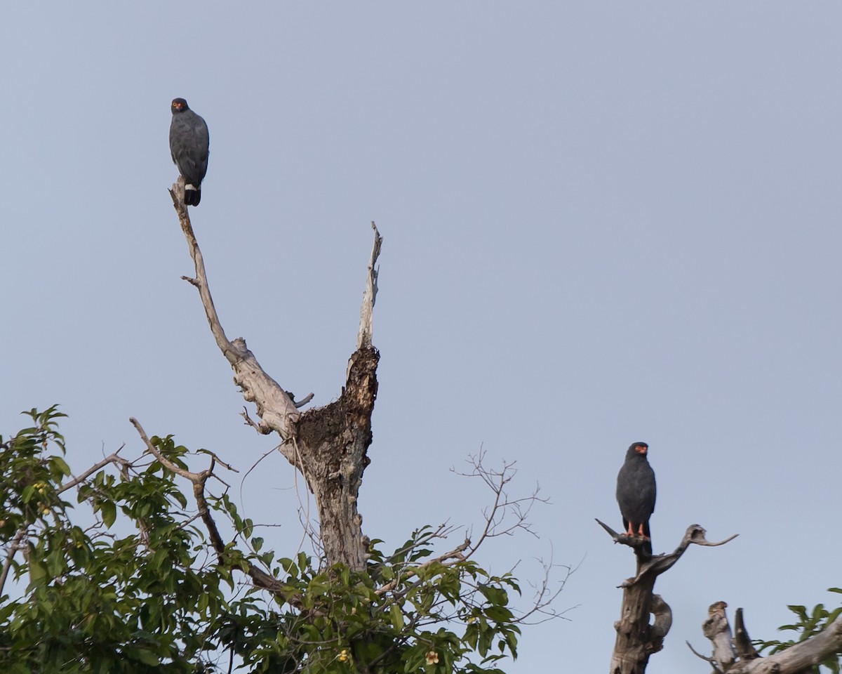 Slate-colored Hawk - ML646069197