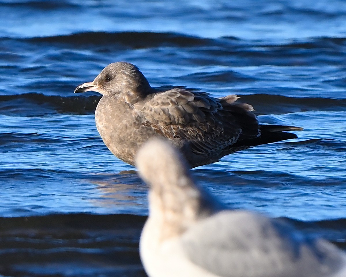 gull sp. - ML646069200